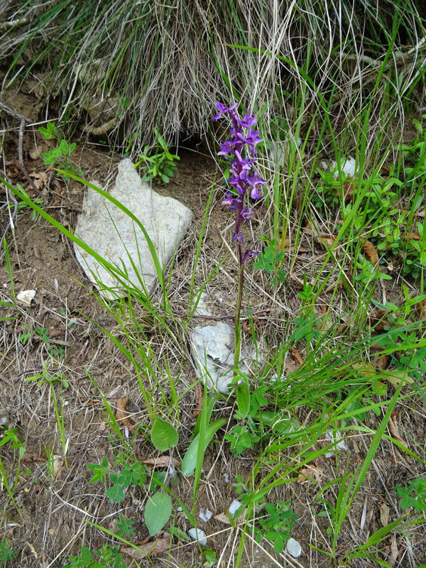 Orchis mascula subsp. speciosa